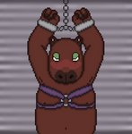 ambiguous_gender anthro bdsm bondage bound brown_body brown_fur cuff_(restraint) fur green_eyes harness head_down looking_at_viewer nipples restraints shy slightly_chubby slightly_chubby_anthro solo toridiaz capybara caviid humanoid mammal rodent