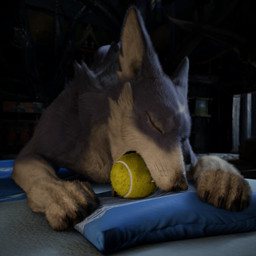 ambiguous_gender ball bite biting_object blurred_background cheek_tuft claws close-up detailed_background ear_tuft eyes_closed facial_tuft feral fluffy fur head_tuft holding_object inside lying multicolored_body multicolored_fur object_in_mouth on_front on_ground open_mouth paws pillow purple_body purple_fur solo teeth tennis_ball tuft two_tone_body two_tone_fur whiskers white_body white_fur ivorylagiacrus capcom monster_hunter canyne palamute 1:1 2026 3d_(artwork) blender_(artwork) blender_cycles_(artwork) digital_media_(artwork) hi_res