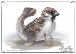 ambiguous_gender beak feral solo text pechschwinge mythology avian bird gryphon harbor_seal house_sparrow mammal marine mythological_avian mythological_creature oscine passerine pinniped seal sparrow digital_media_(artwork) english_text