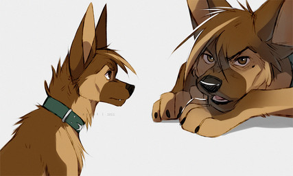 angry black_claws black_nose brown_body brown_eyes brown_fur brown_hair claws collar collar_only feral feral_with_hair fur hair male mole_under_eye multiple_poses nude open_mouth pose short_hair simple_background snout solo tan_body tan_fur teeth wearing_collar white_background azzai canid canine canis domestic_dog german_shepherd herding_dog mammal pastoral_dog 2022 5:3 colored colored_sketch digital_drawing_(artwork) digital_media_(artwork) shaded sketch