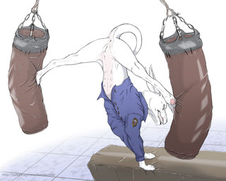 anus bottomless clenched_teeth clothed clothing female feral fur genitals green_eyes humanoid_genitalia humanoid_vulva jacket kick multi_nipple nipples pawpads paws punching_bag solo spread_legs spreading teeth tomboy topwear upside_down vulva white_body white_fur zafara_(artist) canid canine mammal 2016 hi_res