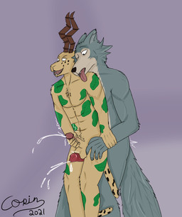 animal_genitalia animal_penis anthro balls bodily_fluids canine_genitalia canine_penis cum duo fur genital_fluids genitals grey_body grey_fur horn looking_down male male/male masturbation one_eye_closed orgasm penis sex simultaneous_orgasms tan_body tan_fur tattoo thigh_sex tongue tongue_out copinlighter beastars legoshi_(beastars) melon_(beastars) antelope bovid canid canine canis felid gazelle hybrid leopard mammal pantherine wolf absurd_res hi_res