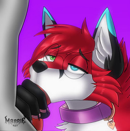 anatomically_correct anatomically_correct_genitalia anthro black_ears black_fingers blowjob_face blue_ear_tip collar duo eyewear fellatio fur genitals glasses grey_body grey_fur hair heterochromia inner_ear_fluff knot looking_pleasured male male/male nails nerd oral pawpads penile pink_pawpads red_body red_fur red_hair sex sucking tuft white_body white_fur white_inner_ear_fluff marrieart benjithefox renziwolf canid canine canis fox mammal wolf animated hi_res high_framerate no_sound short_playtime webm