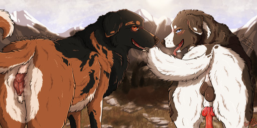 animal_genitalia animal_penis animal_vulva balls black_balls brown_vulva butt canine_genitalia canine_penis canine_vulva duo female feral floppy_ears fluffy fluffy_fur forest genitals looking_at_viewer looking_back male male/female mountain musk musky_vulva neck_tuft outside penis plant presenting presenting_hindquarters presenting_vulva raised_tail tail tree tuft vulva parooty canid canine canis carpathian_shepherd domestic_dog estrela_mountain_dog livestock_guardian_dog mammal pastoral_dog