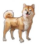 3_toes ambiguous_gender feet feral fur inner_ear_fluff red_tongue simple_background solo tan_body tan_fur toes tongue tongue_out tuft white_background white_body white_fur bow_(artist) canid canine canis domestic_dog mammal shiba_inu spitz 2018