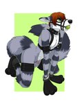 all_fours anthro ball_gag bdsm cuff_(restraint) gag handcuffs harness male metal_cuffs restraints solo dirtybird rocko_ziggs mammal procyonid raccoon 3:4 hi_res