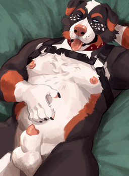 animal_genitalia animal_penis anthro areola balls blue_eyes canine_genitalia canine_penis collar countershade_torso countershading fluffy fluffy_chest genitals hand_behind_head hand_on_belly harness looking_at_viewer lying male nipples on_back penis penis_tip sheath solo tongue tongue_out jamzenn bernese_mountain_dog canid canine canis domestic_dog mammal molosser mountain_dog swiss_mountain_dog 2023 hi_res