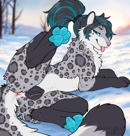 female feral fluffy in_heat looking_at_viewer lying outside snow solo tail tongue tongue_out winter naughtystray felid mammal pantherine snow_leopard absurd_res digital_media_(artwork) hi_res
