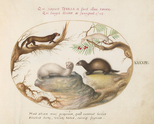 ambiguous_feral ambiguous_gender branch brown_body brown_fur dead_tree detailed_background feral fur group on_branch plant quadruped rock side_view standing tail text tree whiskers white_body white_fur joris_hoefnagel public_domain mammal mink mustelid musteline polecat_(mustelid) stoat true_musteline weasel 16th_century absurd_res ancient_art biological_illustration hi_res latin_text painting_(artwork) technical_illustration traditional_media_(artwork) traditional_painting_(artwork) traditional_watercolor_(artwork) translation_request watercolor_(artwork) zoological_illustration