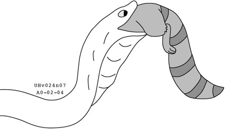 almost_fully_inside duo feral feral_pred feral_prey fur head_first larger_pred male male/male open_mouth oral_vore serpentine_vore size_difference smile tail vore willing_pred urbanhermit mammal procyonid raccoon reptile scalie snake 2000 dated greyscale monochrome