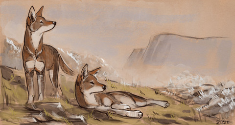 black_eyes black_nose brown_body brown_fur duo feral fur grass looking_aside lying mountain on_side plant plateau rock short_fur shrub standing tan_body tan_fur white_body white_fur alexpahomov canid canine canis ethiopian_wolf mammal 2020 digital_drawing_(artwork) digital_media_(artwork) hi_res