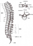 anatomy bone diagram educational informative not_furry skeleton spine text the_more_you_know zero_pictured dd-101 biological_illustration chinese_text lol_comments medical_illustration technical_illustration translated