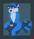 anthro biped bite biting_lip biting_own_lip blue_body blue_fur blush circumcised erection fur genitals humanoid_genitalia humanoid_penis kneeling male paws penis self_bite shy solo yamatopawa waffles_the_raccoon humanoid mammal procyonid raccoon