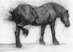 ambiguous_gender black_body feral mane simple_background solo white_background geordie_millar equid equine horse mammal charcoal_(artwork) monochrome traditional_media_(artwork)