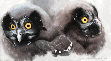 adolescent black_markings brown_body brown_feathers duo feathers feral markings photorealism realistic realistic_feral white_markings yellow_eyes young renum63 aegolius avian bird boreal_owl owl true_owl 2014 artrage_(artwork) digital_media_(artwork) digital_painting_(artwork) painting_(artwork)