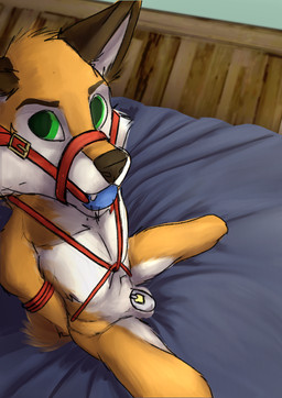 anthro ball ball_gag bdsm belt bondage bound chastity_cage chastity_device discipline dungeon frustrated gag hogtied lock male muzzle_gag padlock plug prison prisoner punishment restraints rope rope_bondage rope_harness solo submissive eldingo canid canine fox mammal absurd_res hi_res