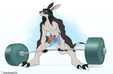 3_toes 5_fingers anthro balls barbell big_penis black_hair bodily_fluids bottomwear claws clothed clothing countershading deadlift exercise feet fingerless_(marking) fingers flying_sweatdrops fur genitals grey_body grey_fur hair half-erect humanoid_genitalia humanoid_penis long_hair magenta_eyes male muscular muscular_male nipples penis shorts simple_background solo surprised sweat sweatdrop toeless_(marking) toes topless torn_clothing wardrobe_malfunction weightlifting weights workout spelunker_sal kangaroo macropod mammal marsupial