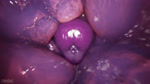 animal_genitalia animal_penis anthro big_penis equine_genitalia equine_penis flaring flesh genital_focus genitals internal penetration penis purple_penis purple_penis_tip solo urethra frihskie flapcats_(modeler) valorlynz_(modeler) flint_(frihskie) 16:9 3d_(artwork) 3d_animation animated digital_media_(artwork) hi_res no_sound short_playtime webm widescreen
