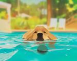 ambiguous_gender black_nose blurred_background canid canine canis domestic_dog mammal partially_submerged snatti89 solo swimming_pool water