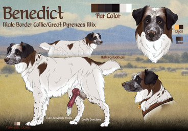 animal_genitalia animal_penis balls black_ears black_sheath_slit bodily_fluids brown_balls brown_eyes brown_markings brown_nose canine_genitalia canine_penis cheek_tuft condom cum erection facial_tuft feral filled_condom floppy_ears fur genital_fluids genitals grass knot knotted_penis leg_tuft male male_feral markings mouth_closed multicolored_eyes neck_tuft orange_eyes penis plant red_penis sexual_barrier_device sheath sheath_slit side_view solo spotted_legs text tuft two_tone_eyes wearing_condom white_body white_fur white_sheath kodaac border_collie canid canine canis collie domestic_dog great_pyrenees herding_dog hybrid livestock_guardian_dog mammal molosser mountain_dog pastoral_dog sheepdog english_text hi_res model_sheet