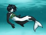 anthro bandeau black_ears black_hair blue_eyes bottomless breasts clothed clothing female hair looking_at_viewer seashell shell split_form topwear underwater water aludrakijurorin bear cetacean dolphin giant_panda mammal marine merfolk oceanic_dolphin orca toothed_whale