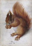 1578 16th_century 5_toes absurd_res ambiguous_gender ancient_art brown_body brown_fur claws eurasian_red_squirrel feet feral fluffy fluffy_tail fur gouache_(artwork) hans_hoffmann hi_res mammal no_sclera nude painting_(artwork) public_domain realistic rodent sciurid simple_background sitting solo tail toe_claws toes traditional_media_(artwork) tree_squirrel watercolor_(artwork) whiskers white_background