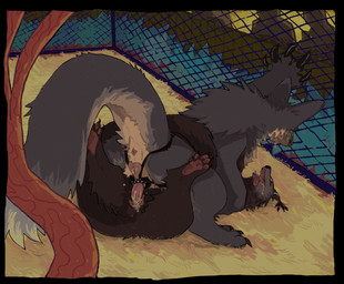 animal_genitalia animal_vulva anthro anus bodily_fluids butt cum drooling duo feet female female/female feral fur genital_fluids genitals messy nude open_mouth pawpads paws penetration saliva sex sex_toy sex_toy_insertion strapon tail toes tongue tongue_out toying_partner vaginal vaginal_penetration vulva guncht korwin binturong mammal viverrid hi_res