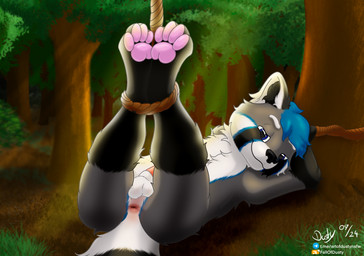 anthro anus bdsm belly blue_eyes blue_hair bondage bound butt feet foot_focus forest forest_background fur genitals grey_body grey_fur grin hair legs_tied legs_up light looking_at_viewer lying male nature nature_background nude on_back on_ground outside pawpads paws plant presenting presenting_anus presenting_hindquarters restraints rope rope_bondage seductive smile smiling_at_viewer solo submissive submissive_male sunlight tail tree white_belly white_body white_fur fallofdusty dusty_(fallofdusty) ailurid mammal red_panda absurd_res hi_res