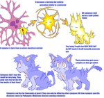 ambiguous_gender birth feral fur humanoid_face purple_body purple_fur simple_background solo species_sheet text white_background young young_feral shonencore mythology felid mammal mythological_creature mythological_sphinx synapse_(species) english_text hi_res model_sheet