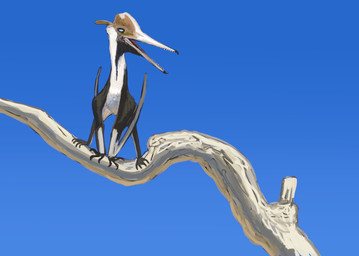 ambiguous_gender beak black_body blue_eyes blue_sky branch brown_markings countershading feral frill_(anatomy) head_crest hooked_beak long_beak long_neck looking_aside markings membrane_(anatomy) membranous_frill membranous_wings on_branch open_beak open_mouth outside perching plant quadruped sky solo teeth toothed_beak tree white_markings wide_stance wings knuppitalism prehistoric_species pterodactylus pterosaur reptile scalie 2025 absurd_res digital_media_(artwork) digital_painting_(artwork) hi_res painting_(artwork)