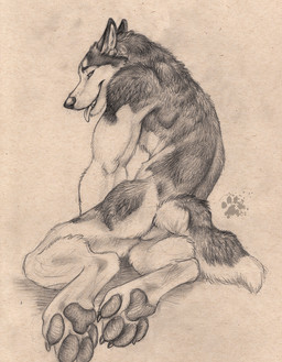 4_toes anthro butt claws ears_back feet foot_focus fur hindpaw kneeling looking_at_viewer looking_back looking_back_at_viewer male nude nude_anthro nude_male pawpads paws pivoted_ears pointy_ears prick_ears rear_view solo tail toe_claws toes tongue tongue_out blotch scratches_volume_2 canid canine canis domestic_dog husky mammal nordic_sled_dog spitz 2008 hi_res traditional_media_(artwork)