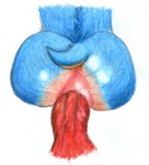 anal anthro anus butt duo genitals male male/male penis vein veiny_penis enlisentity sega sonic_the_hedgehog_(series) knuckles_the_echidna sonic_the_hedgehog echidna eulipotyphlan hedgehog mammal monotreme hi_res