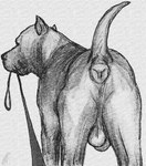 ambiguous_gender ambiguous_pov animal_genitalia anus balls butt canine_genitalia cropped_ears feral first_person_view genitals leash leashed_pov looking_at_viewer looking_back male presenting presenting_anus presenting_hindquarters raised_tail saggy_balls solo tail darkmare canid canine canis domestic_dog mammal pit_bull monochrome sketch