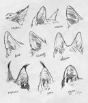 absurd_res ambiguous_form ambiguous_gender canid canine canis close-up ear_hair ear_tuft faceless_ambiguous faceless_character felid feline greyscale hi_res inner_ear_fluff lynx mammal marie_merkh markings monochrome multiple_images russian_text signature simple_background sketch sketch_page solo spots spotted_markings text translation_check translation_request tuft unknown_species white_background wolf
