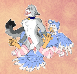 ahegao anal anal_penetration animal_genitalia anthro anthro_on_anthro anthro_penetrated anthro_penetrating anthro_penetrating_anthro balls beak bell bell_collar blue_collar bodily_fluids breath butt claw_slits clothing collar dipstick_ears dipstick_tail duo ear_markings erection eyes_closed eyewear feathered_wings feathers feet femboy fur genital_fluids genital_slit genitals glasses gold_bell grey_body hair heart_symbol holding_both_legs leg_warmers legwear looking_pleasured male male/male male_penetrated male_penetrating male_penetrating_male markings mostly_nude_anthro mostly_nude_male multicolored_ears nude nude_anthro nude_male on_bottom on_top open_mouth panting pattern_clothing pattern_legwear penetration penile penile_penetration penile_spines penis penis_in_ass pink_nose precum reverse_cowgirl_position round_glasses sex sheath simple_background spots spotted_markings striped_clothing striped_legwear stripes tail tail_markings talons thigh_highs toes tongue tongue_out wings kinksiyo nixuelle zacnate avian bird domestic_cat egyptian_mau felid feline felis mammal owl digital_media_(artwork) hi_res