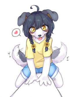 4_fingers ahoge anthro black_hair blep blush bottomwear braided_hair braided_pigtails claws clothed clothing denim denim_bottomwear denim_clothing denim_shorts female female_anthro finger_claws fingers floppy_ears fur grey_body grey_fur hair heart_symbol kemono looking_at_viewer paws pigtails shirt shorts solo straddling t-shirt tail tail_motion tailwag tongue tongue_out topwear white_body white_fur yellow_eyes koto0v0haru cotorita border_collie canid canine canis collie domestic_dog herding_dog mammal pastoral_dog sheepdog 2021 digital_media_(artwork) hi_res