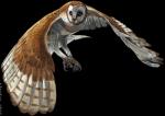 ambiguous_gender beak blue_eyes brown_body brown_feathers chat_pose claws feathers feral simple_background solo transparent_background white_body white_feathers nukerooster echo_(glacialempress) avian barn_owl bird owl tyto tytonid 2013 alpha_channel