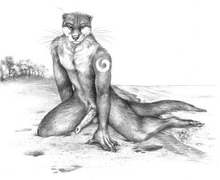 5_fingers animal_genitalia animal_penis anthro arm_markings balls beach bedroom_eyes claws erection finger_claws fingers footprint fur genitals kneeling looking_at_viewer lutrine_penis male markings membrane_(anatomy) mustelid_penis narrowed_eyes outside penis plant seductive shoulder_markings solo toe_claws tree water webbed_hands whiskers blotch scratches_volume_5 bayshore mammal mustelid otter 2011 monochrome