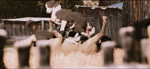 ambiguous_penetration anal anal_penetration animal_genitalia animal_penis bisexual bound canine_genitalia canine_penis cowgirl_position cunnilingus equine_genitalia equine_penis erection fellatio female female_penetrated feral feral_on_feral feral_penetrated feral_penetrating feral_penetrating_feral fivesome from_front_position fur genitals group group_sex interspecies intraspecies knot knotted_penis large_penetration looking_at_viewer male male/female male/male male_penetrated male_penetrating male_penetrating_female male_penetrating_male obscured_penetration on_bottom on_top oral oral_penetration penetration penile penile_penetration penis realistic_feral sex shepherd vaginal trioami260 canid canine canis collie domestic_dog equid equine herding_dog mammal pastoral_dog sheepdog 3d_(artwork) 3d_animation animated digital_media_(artwork) sound webm