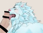 anthro balls duo erection fur genitals licking male male/male muscular muscular_male oral pecs penile penis penis_lick sex tongue tongue_out white_body white_fur irura0323 lifewonders tokyo_afterschool_summoners snow_(tas) felid lion mammal pantherine censored