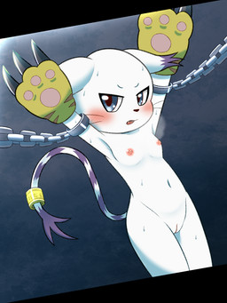 accessory anthro bdsm black_nose blue_eyes bodily_fluids bondage bound breasts breath chained_cuffs cuff_(restraint) cute_fangs dipstick_ears dipstick_tail ear_markings fangs female female_anthro furgonomics genitals gold_(metal) gold_jewelry gold_tail_ring hands_up jewelry looking_at_viewer markings multicolored_ears navel nipples nude nude_anthro nude_female open_mouth purple_ear_tips purple_tail_tip raised_arm restraints ring shackles small_breasts solo sweat tail tail_accessory tail_jewelry tail_markings tail_ring teeth vulva whiskers koufun bandai_namco digimon digimon_(species) gatomon 3:4 hi_res