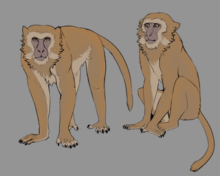 ambiguous_gender black_claws brown_eyes claws eyelashes feral fur looking_at_viewer multiple_poses pose sitting solo standing tail yellow_body yellow_fur chorny_vasiliok crab-eating_macaque haplorhine macaque mammal monkey old_world_monkey primate 2024 digital_drawing_(artwork) digital_media_(artwork) flat_colors full-length_portrait portrait