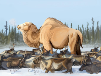 ambiguous_gender antlers brown_body brown_fur feral forest fur grey_body grey_fur group herd horn multicolored_body multicolored_fur plant size_difference snow tan_body tan_fur tree white_body white_fur winter agustindiazart camel camelid cervine deer elk ellesmere_island_camel mammal prehistoric_species 2022 4:3 hi_res painting_(artwork)