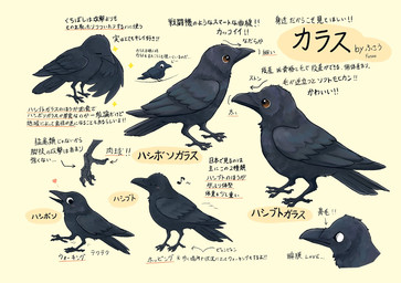 ambiguous_gender avian_feet beak black_body black_eyes black_feathers brown_eyes feathered_wings feathers feet feral group heart_symbol monotone_body musical_note musical_symbol simple_background symbol tail tail_feathers talons text toes wings fusau avian bird corvid corvus_(genus) crow oscine passerine raven 2025 hi_res japanese_text