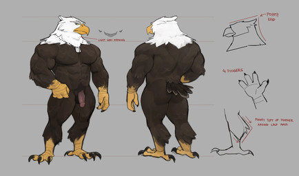 4_fingers 4_toes abs anisodactyl anthro avian_feet balls beak biceps biped black_claws black_eyes brown_balls brown_body brown_feathers butt claws digitigrade directional_arrow feathers feet finger_claws fingers front_view genitals glans grey_background grey_body grey_feathers half-erect humanoid_genitalia humanoid_penis looking_at_viewer male multicolored_body multicolored_feathers multiple_angles muscular muscular_anthro muscular_male navel non-mammal_balls nude pecs penis pink_glans rear_view scuted_arms scutes simple_background solo standing tail tail_feathers talons text toe_claws toes white_body white_feathers yellow_beak yellow_sclera 0rang3 silas_(corvuscantum) accipitrid accipitriform avian bald_eagle bird eagle sea_eagle 2021 absurd_res digital_media_(artwork) english_text full-length_portrait hi_res model_sheet multiple_images portrait shaded