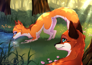 ambiguous_gender blue_eyes butt drinking duo female feral fur genitals grass humanoid_genitalia humanoid_genitalia_on_feral humanoid_vulva humanoid_vulva_on_feral orange_body orange_fur outside plant presenting presenting_hindquarters vulva water rukifox riki_(rukifox) tibo_(rukifox) canid canine fox mammal red_fox true_fox