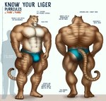 4_toes 5_fingers abs anthro back_muscles biceps big_bulge big_butt big_muscles biped body_hair bottomwear briefs briefs_only bulge butt chart clothed clothing feet fingers front_view fur furgonomics happy_trail height_chart huge_muscles lats_(muscle) male muscular muscular_anthro muscular_male muscular_thighs navel pawpads paws pecs pose quads rear_view shorts solo standing striped_body striped_fur stripes tall tan_body tan_fur text thick_thighs toes topless underwear underwear_only purrcules_(artist) purrcules_(character) felid hybrid liger lion mammal pantherine 2020 digital_media_(artwork) english_text hi_res model_sheet shaded soft_shading