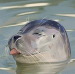 ambiguous_gender eyes_closed feral partially_submerged solo tongue tongue_out water whiskers rappenem mammal marine pinniped seal digital_media_(artwork) digital_painting_(artwork) hi_res painting_(artwork)