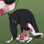 accessory animal_genitalia anthro anthro_on_feral anthro_penetrated ass_up bestiality big_dom_small_sub black_body black_claws black_fur blush bodily_fluids broken_glasses brown_nose brown_sclera cheek_tuft claws clitoris crying cum cum_drip cum_in_pussy cum_inside cutaway dominant dominant_male dripping duo ejaculation eyes_closed eyewear facial_tuft female female_on_bottom female_penetrated feral feral_penetrating feral_penetrating_anthro foot_on_arm forced from_behind_position fur genital_fluids genitals glasses glasses_askew green_background hair hair_accessory hairclip larger_feral larger_male male male/female male_on_top male_penetrating male_penetrating_female nude on_bottom on_top penetration penile penile_penetration penis penis_in_pussy pink_hair pink_spots pinned pinned_to_ground pussy rape rear_admiral_position rough_sex sex sheath simple_background size_difference smaller_anthro smaller_female smaller_penetrated spots tapering_penis tears tuft vaginal vaginal_penetration young young_anthro young_female mushbun mushbun_(character) bear black_bear lagomorph leporid mammal rabbit ursine 1:1 2016 hi_res