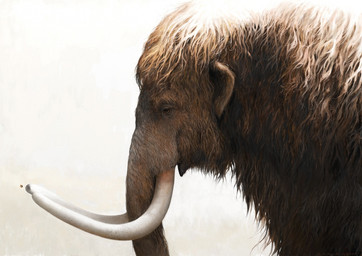 brown_body brown_fur detailed_fur feral fur proboscis_(anatomy) quadruped realistic realistic_feral simple_background solo trunk_(anatomy) tusks white_background renum63 elephantid mammal mammoth prehistoric_species proboscidean woolly_mammoth 2016 artrage_(artwork) detailed digital_media_(artwork)